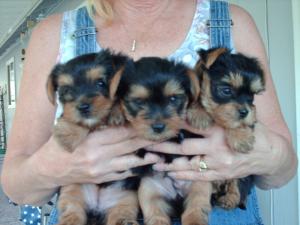 TwoFemaleYorkiePuppies